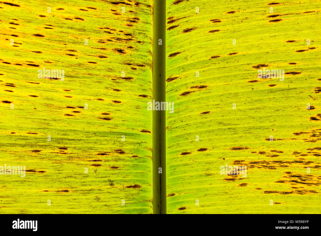 Close up Bananenblätter Muster Textur. Natur Hintergrund. Stockfoto
