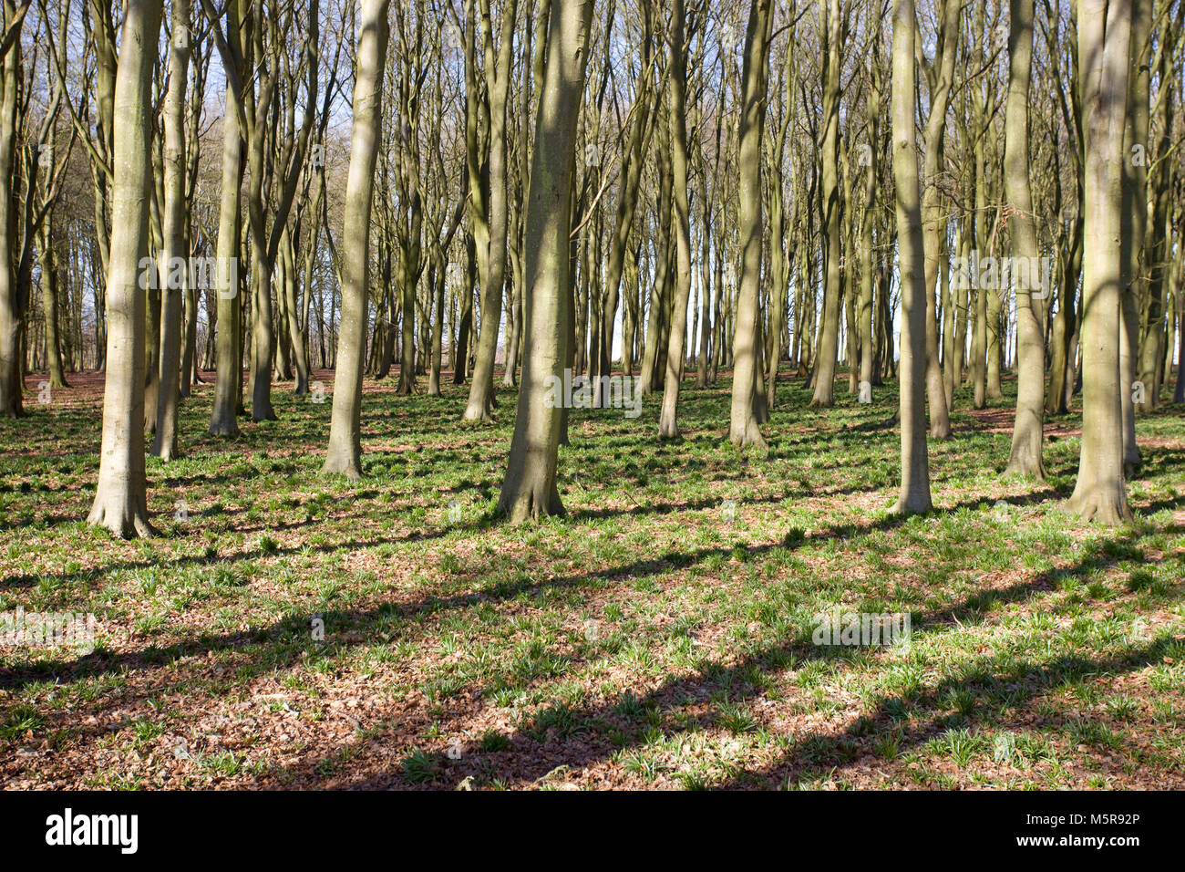Badbury Holz am Anfang des Frühlings. Faringdon Oxfordshire Stockfoto