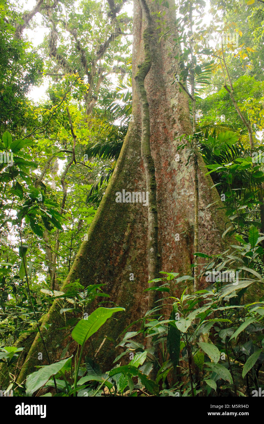 Tropischen Regenwald mit riesigen Bäumen Henri Pittier Nationalpark Venezuela Stockfoto