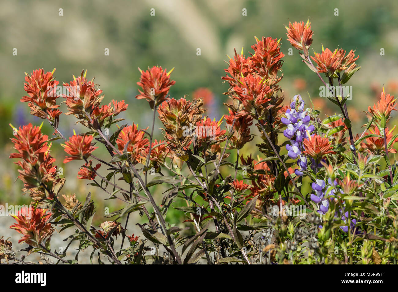 Indian Paintbrush und Lupinen blühen in einer Wiese in Mt St Helens National Volcanic Monument Stockfoto