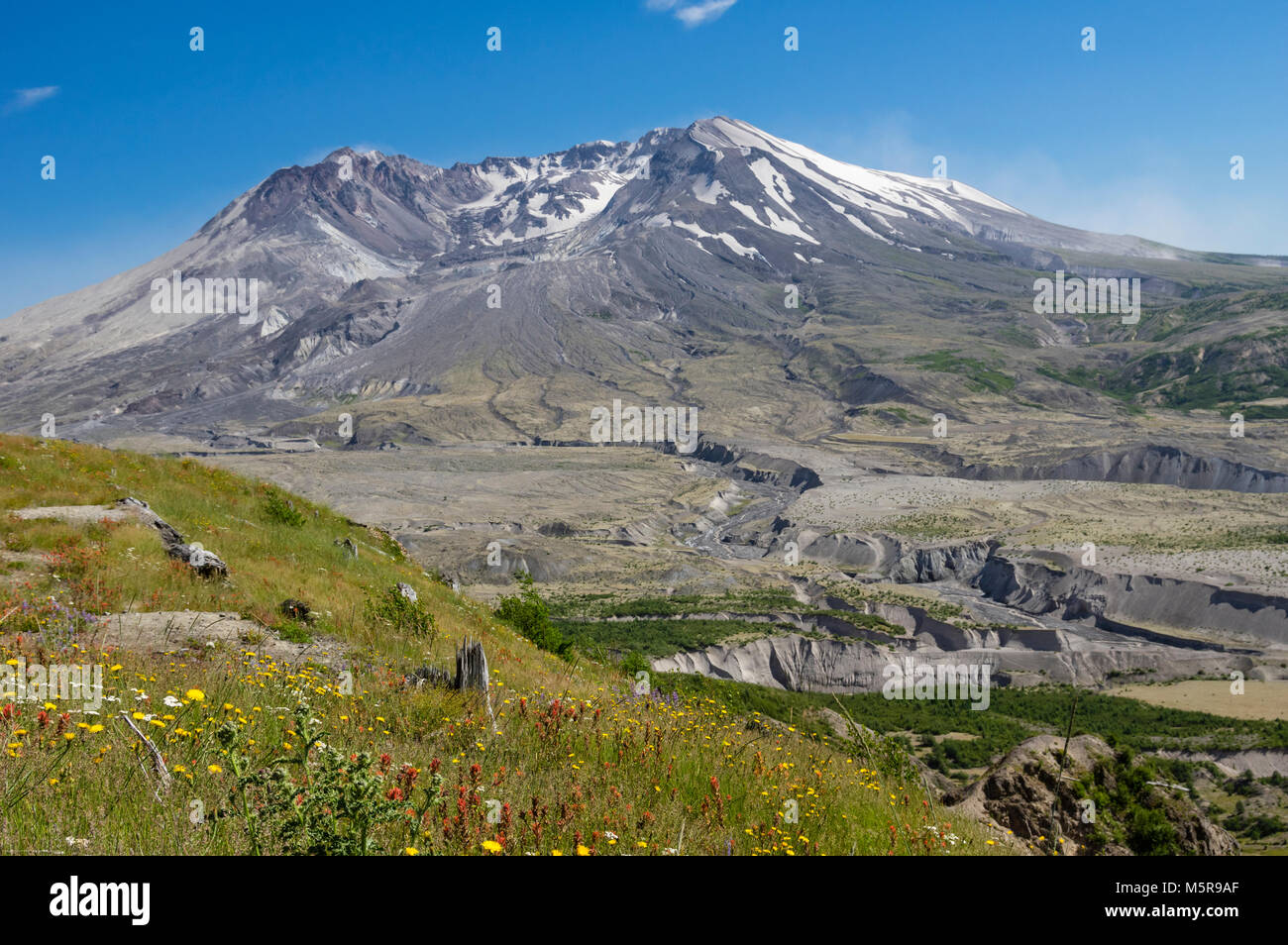 Aussicht auf den Mt St Helens mit blühenden Wildblumen. Mt St Helens National Volcanic Monument Stockfoto