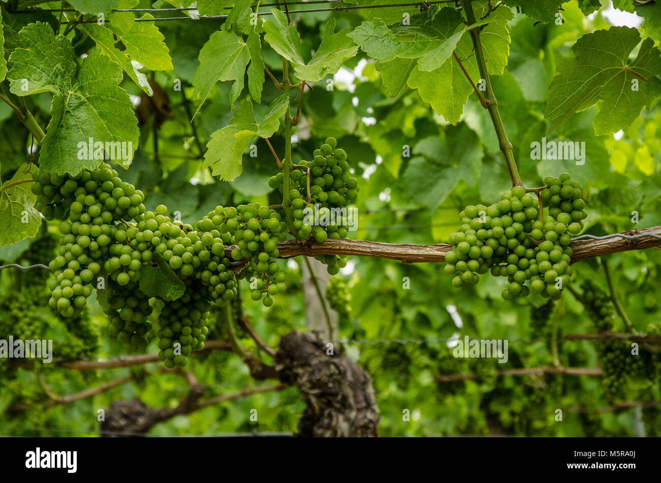 Franken ist eine Region für Qualitätswein in Deutschland im Nordwesten von Bayern im Bezirk Unterfranken. Es ist die einzige Region in Bayern. Stockfoto