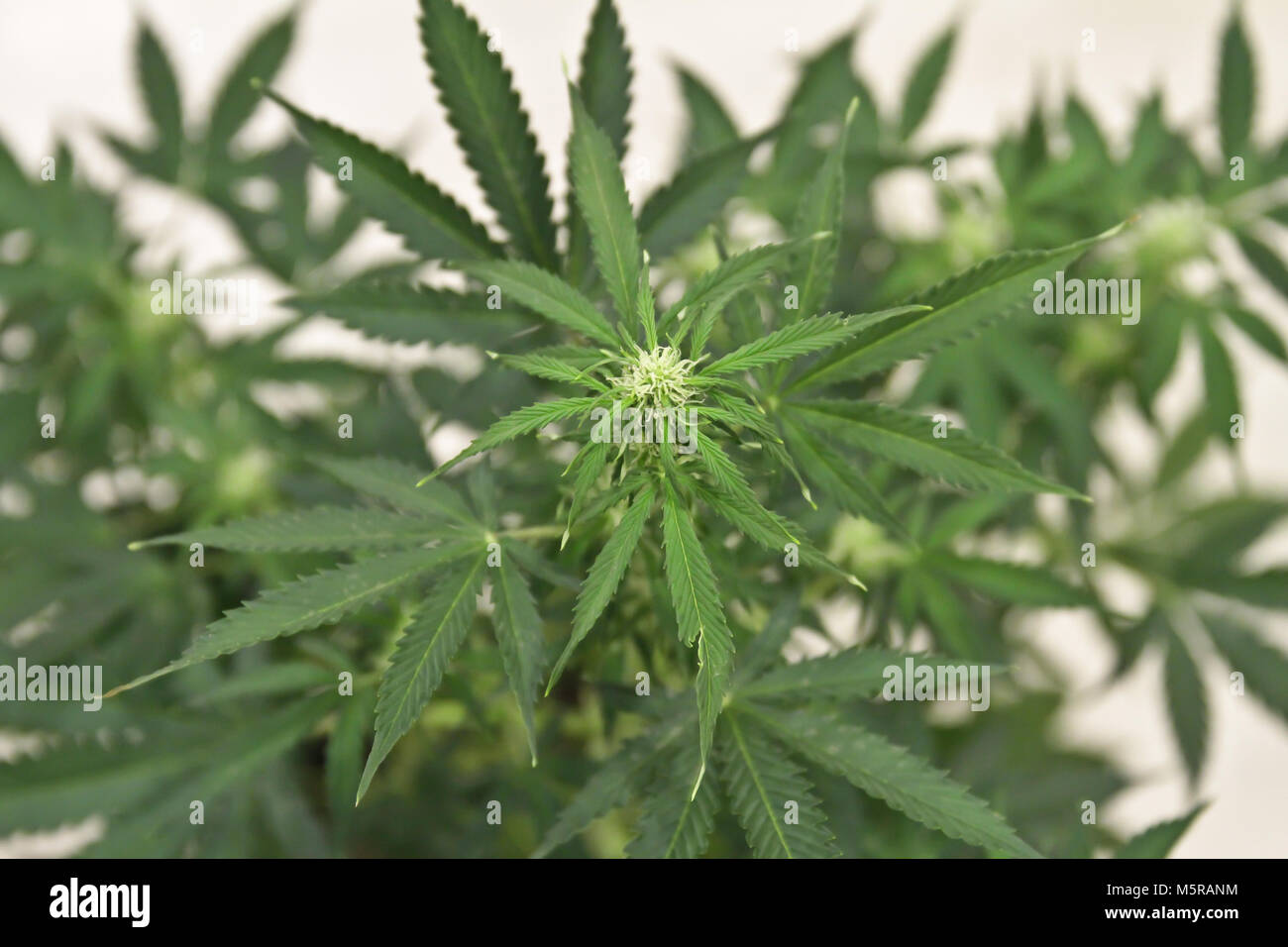 Home-grown Marihuana. Cannabis im Blumentopf. Blühende Marihuana Pflanze in der Natur Stockfoto