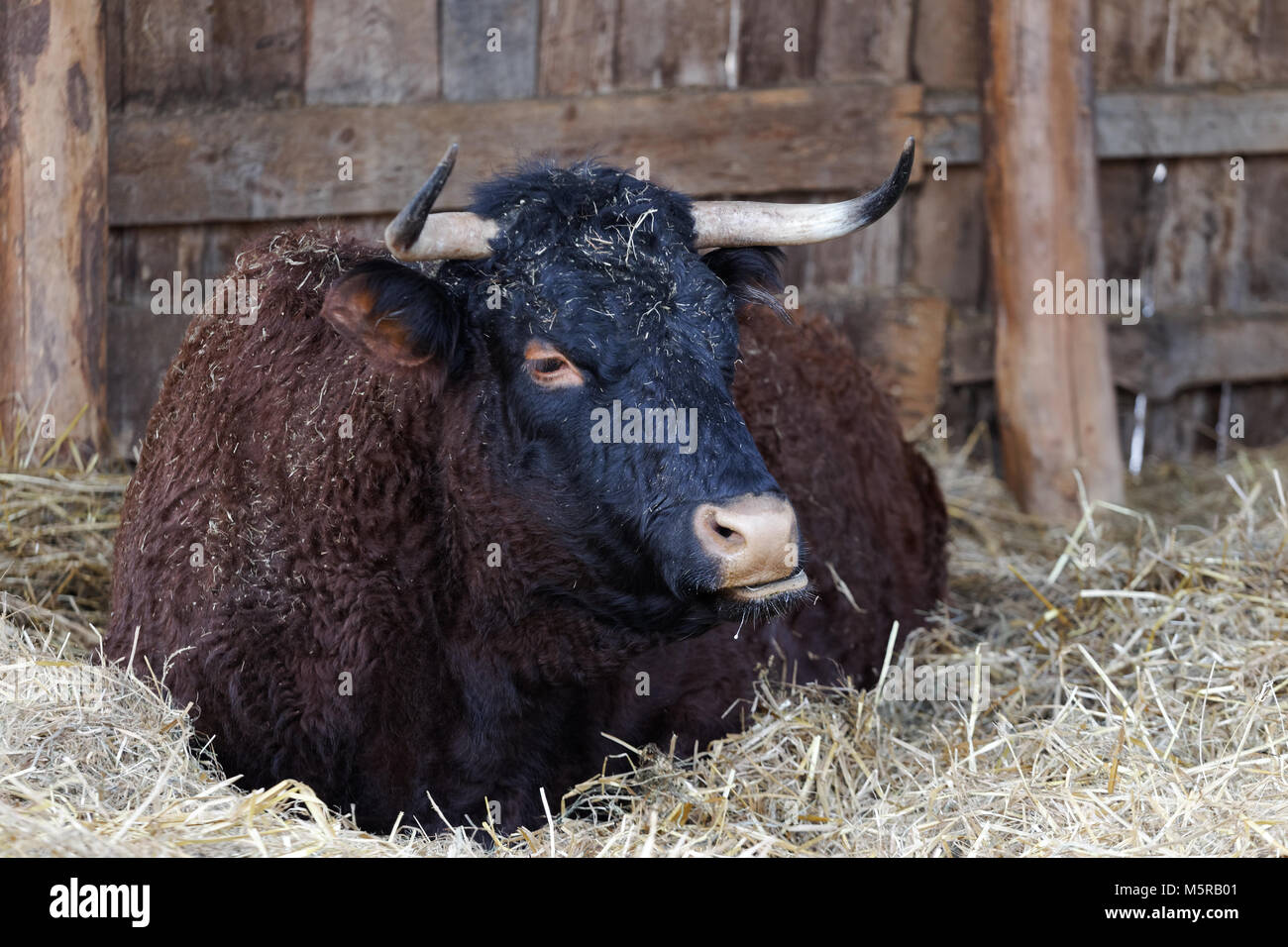 Quebec, Kanada. Rinder ruhen in der Scheune Stockfoto