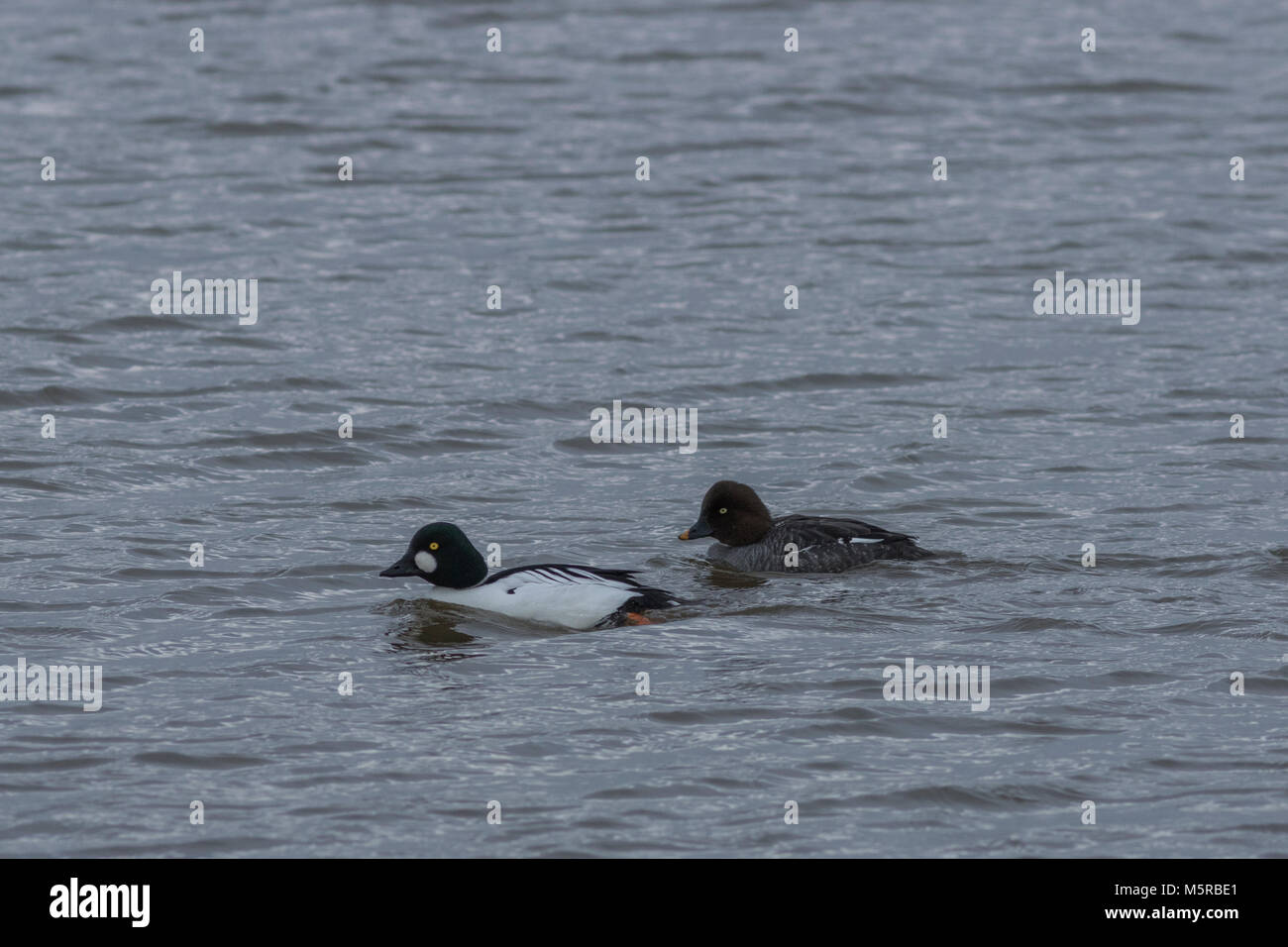 Paar Goldeneye Stockfoto