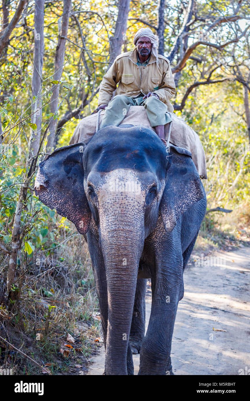 Lokale Mann, ein indischer Elefant (Elephas maximus indicus), Jim Corbett National Park Wildlife Sanctuary, Ramnagar, Uttarakhand, North India Stockfoto