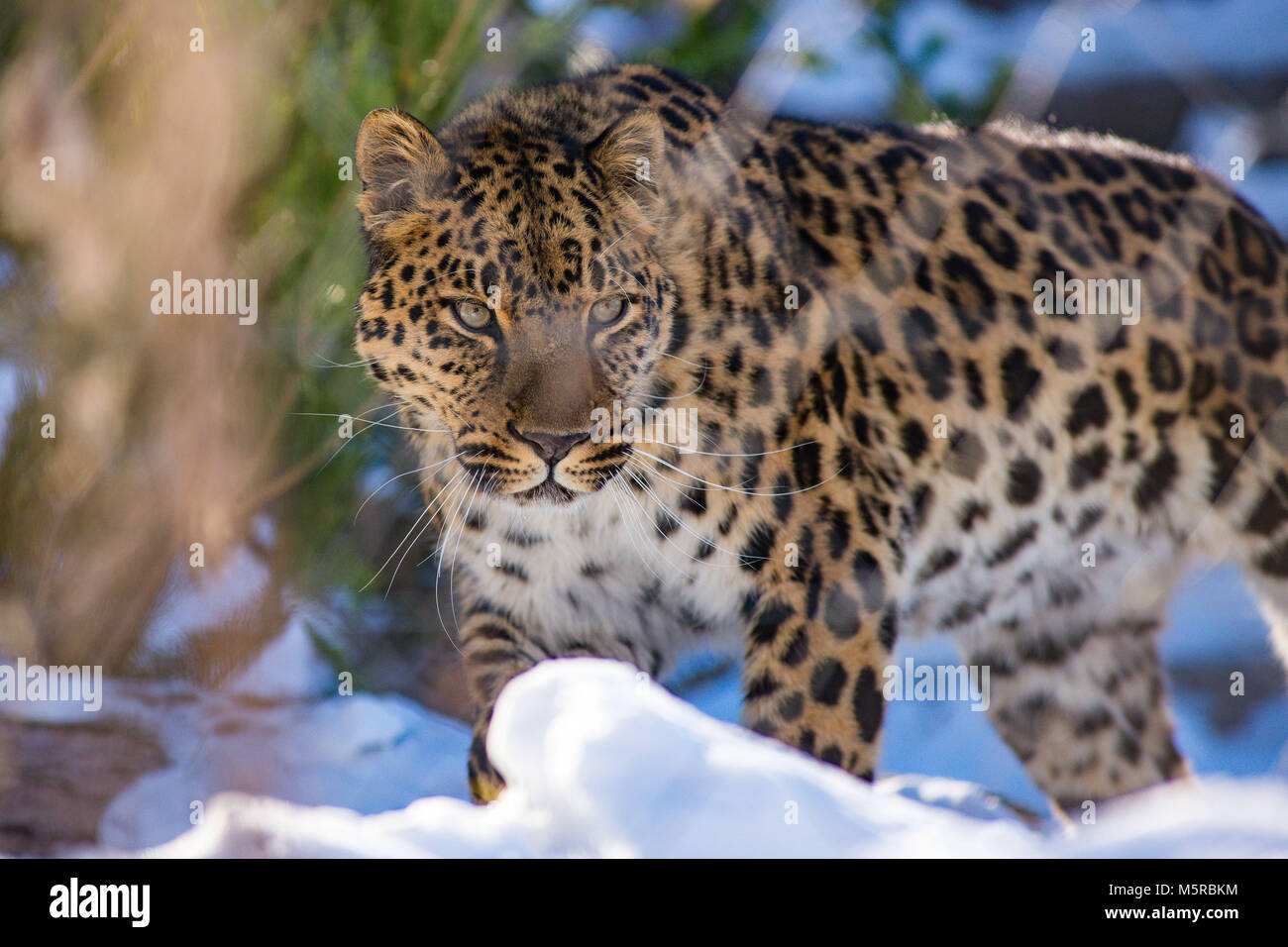 Fernöstliche Leopard im Winter die Predator ist ein gefährliches Tier Stockfoto