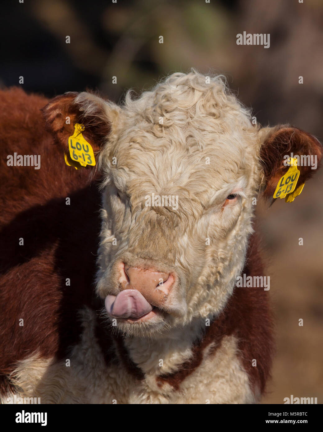 Rindfleisch in Weide lenken Stockfoto