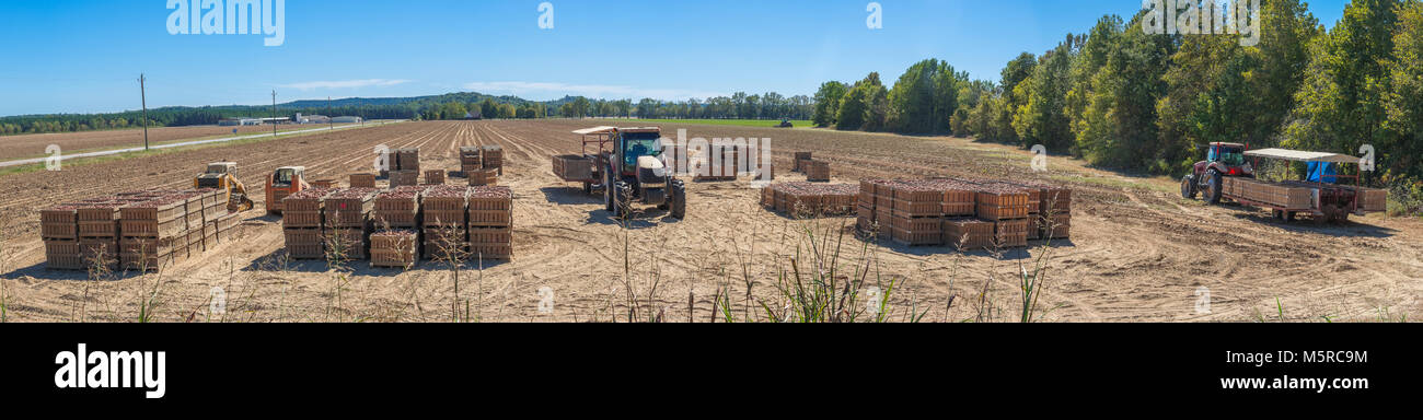 Ein Panoramablick auf die Erfassung einer Süßkartoffel Erntearbeiten in North Mississippi. Stockfoto