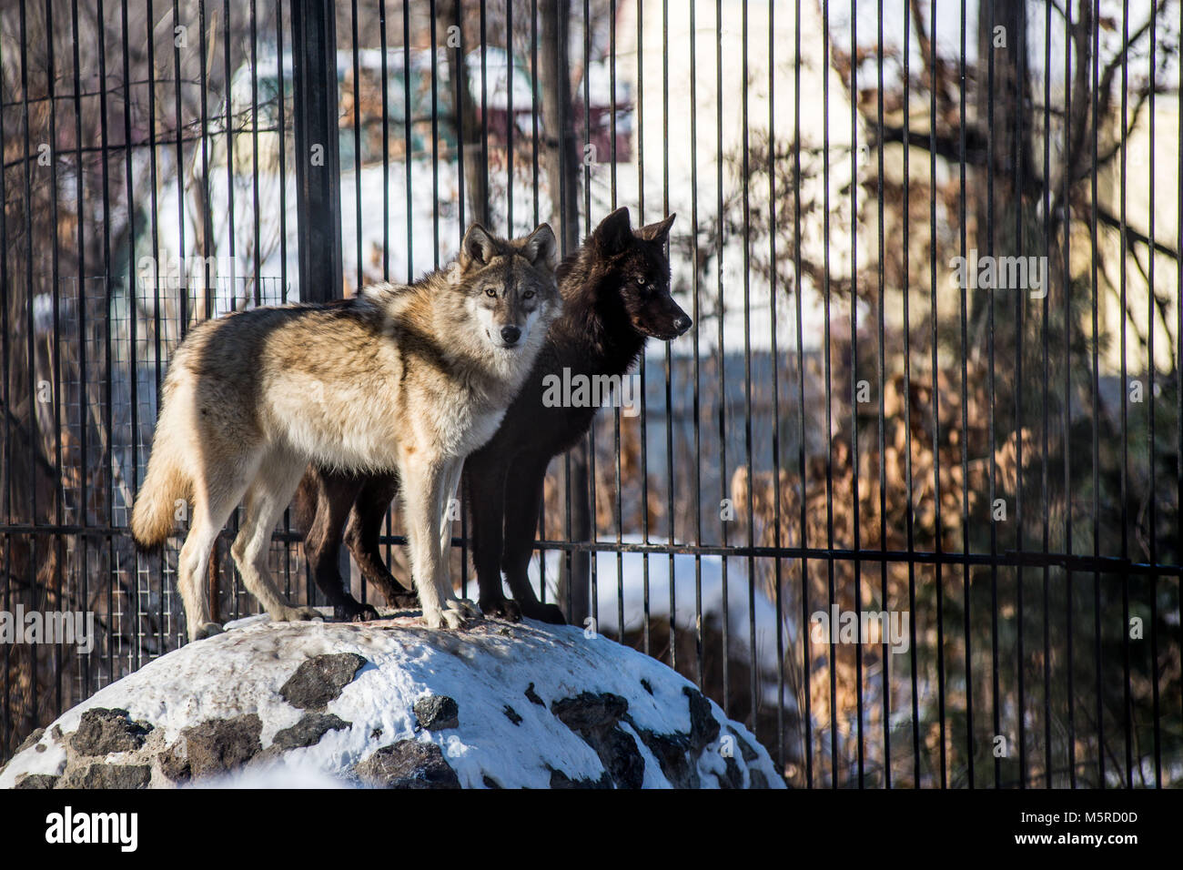 Black Wolf im Schnee Stockfoto