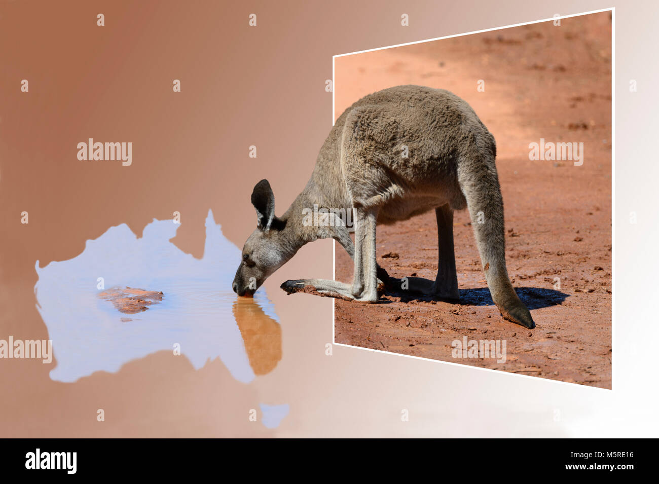 Aus dem Rahmen Kangaroo trinken von einer Pfütze in der Form von Australien Stockfoto
