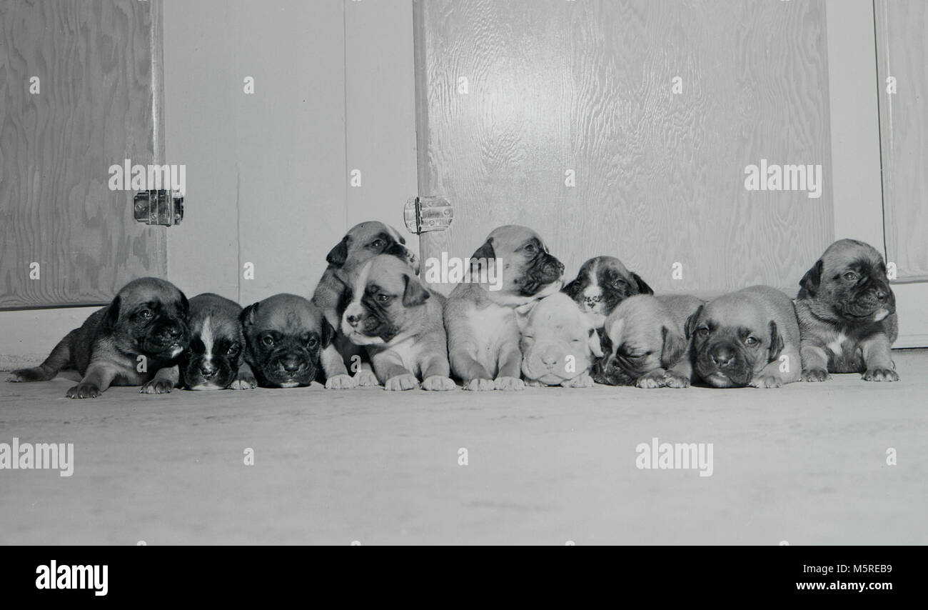 Ein Hund kurz von einem Dutzend Welpen sind aufgereiht, Ca. 1948. Stockfoto