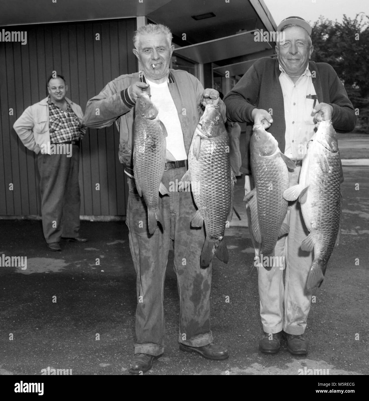 Ein Kerl beobachtet, wie zwei andere ihre Ernte von Karpfen halten, Ca. 1950. Stockfoto