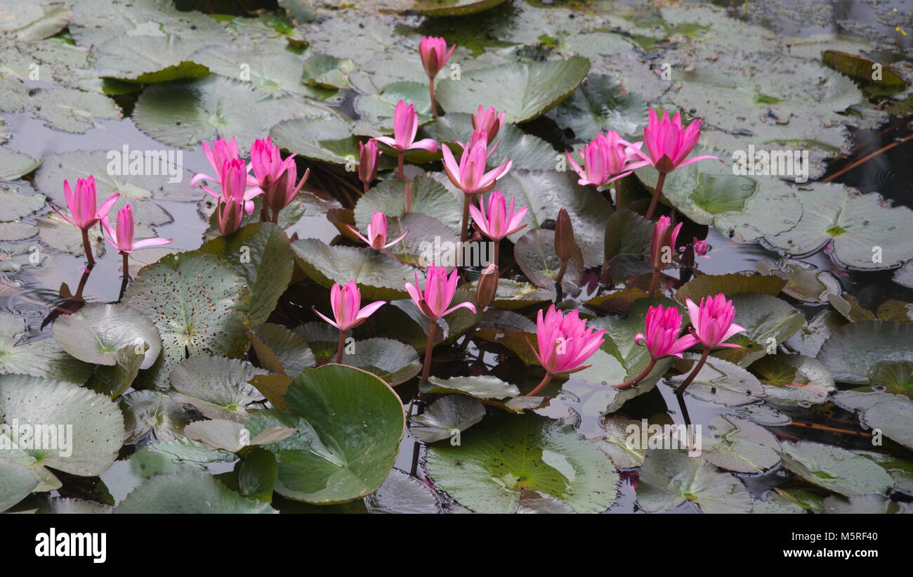 Teich mit schönen Lotus Blumen und Blätter Stockfoto