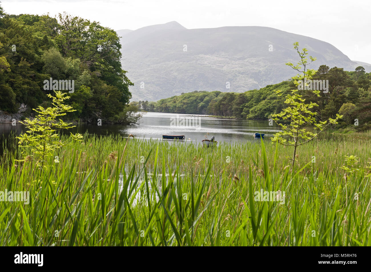 Ein paar festgemachte Ruderboote auf dem Muckross Lake und der Shemy Mountain im Killarney National Park in der Nähe von Killarney in Südirland Stockfoto