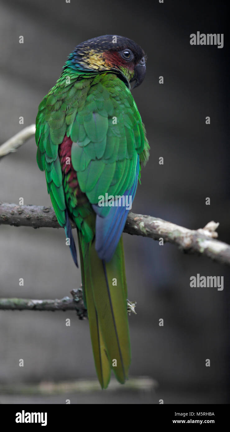 Blau Throated Sittiche (pyrrthura cruentata) Stockfoto