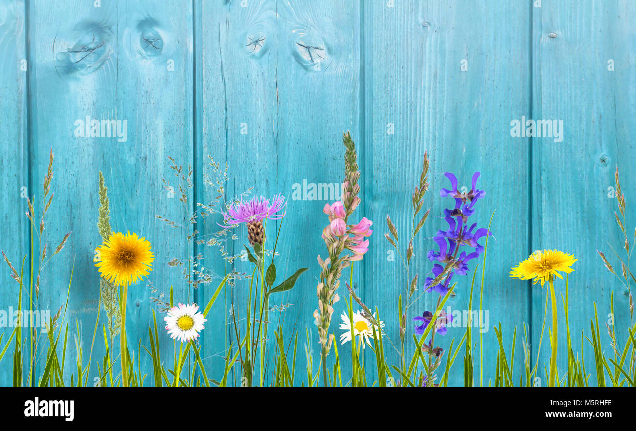 Wilde Blumen auf der cyanfarbenen Holzwand Stockfoto