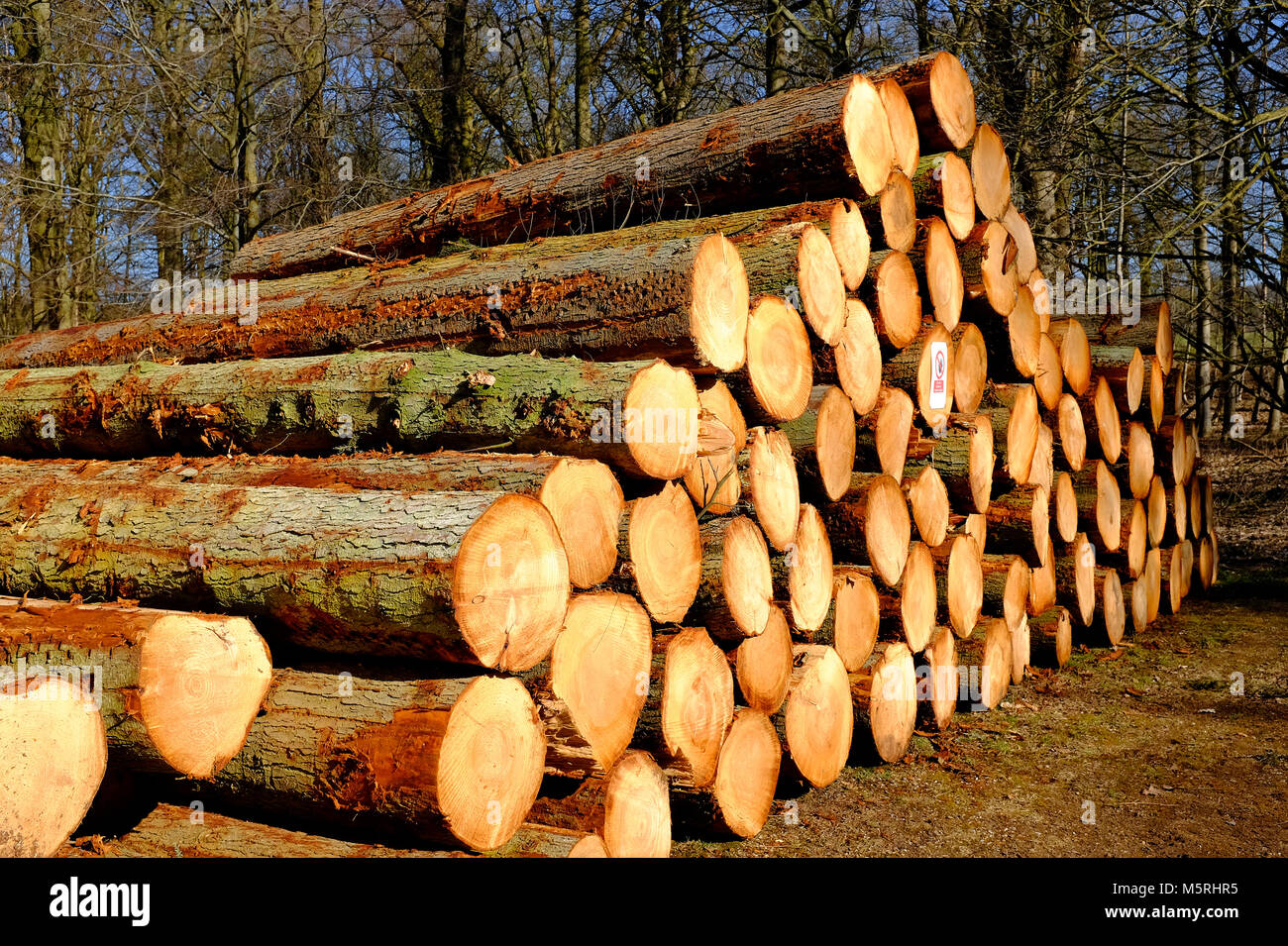 Stapel der gefällten Baumstämme im Waldgebiet, felbrigg, Norfolk, England Stockfoto