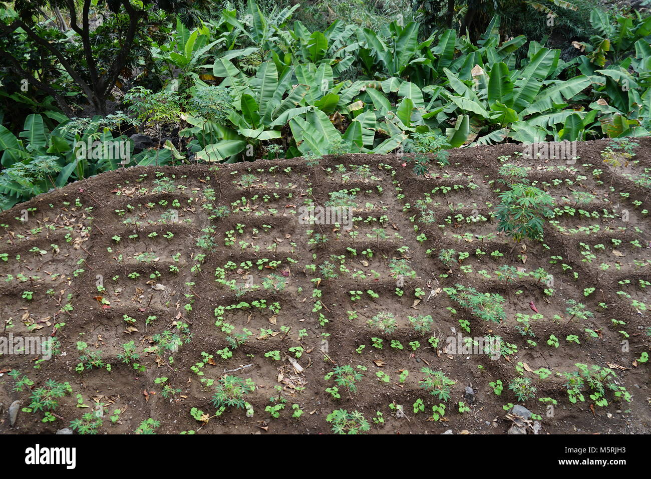 Bewässerung Fileld gepflanzt mit Bohnen und Maniok, Paul, Santo Antao, Kap Verde Stockfoto