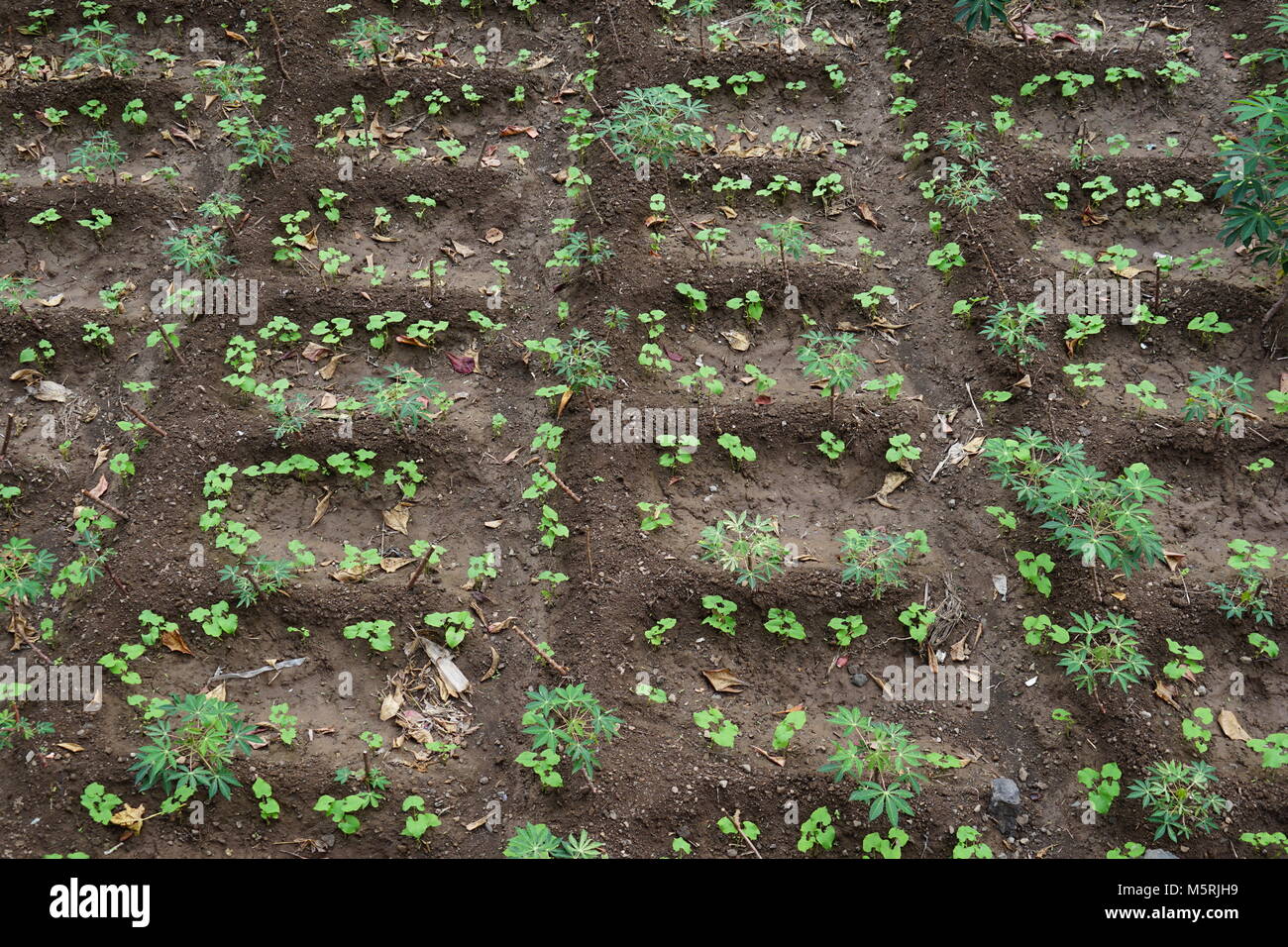 Bewässerung Fileld gepflanzt mit Bohnen und Maniok, Paul, Santo Antao, Kap Verde Stockfoto