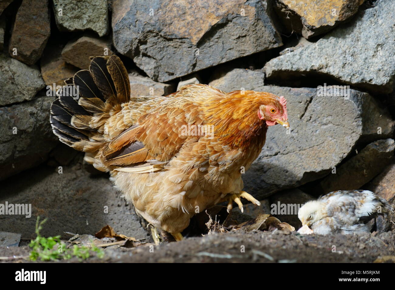 Henne, Paul Valley, Santo Antao, Kap Verde Stockfoto