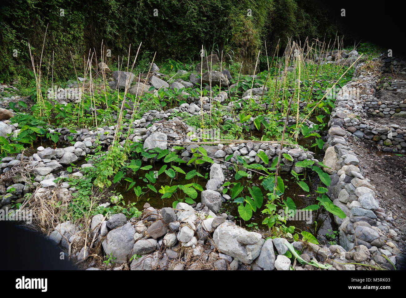 Bewässerung Felder, Tal Paul, Santo Antao, Kap Verde Stockfoto