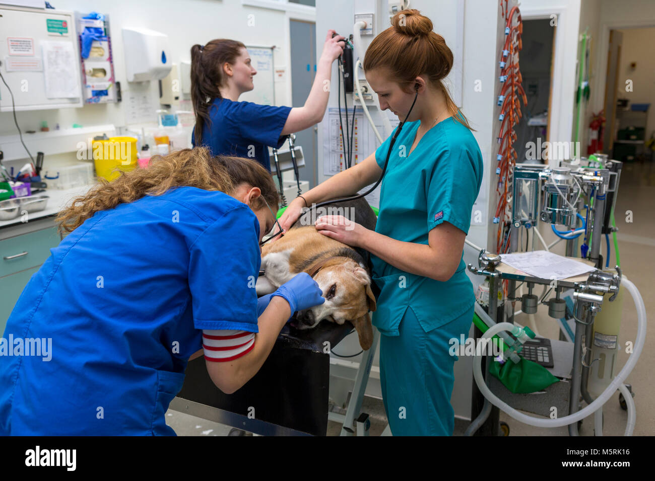 Ein Hund ist für die Operation von einem Tierarzt und Pfleger bereit Stockfoto