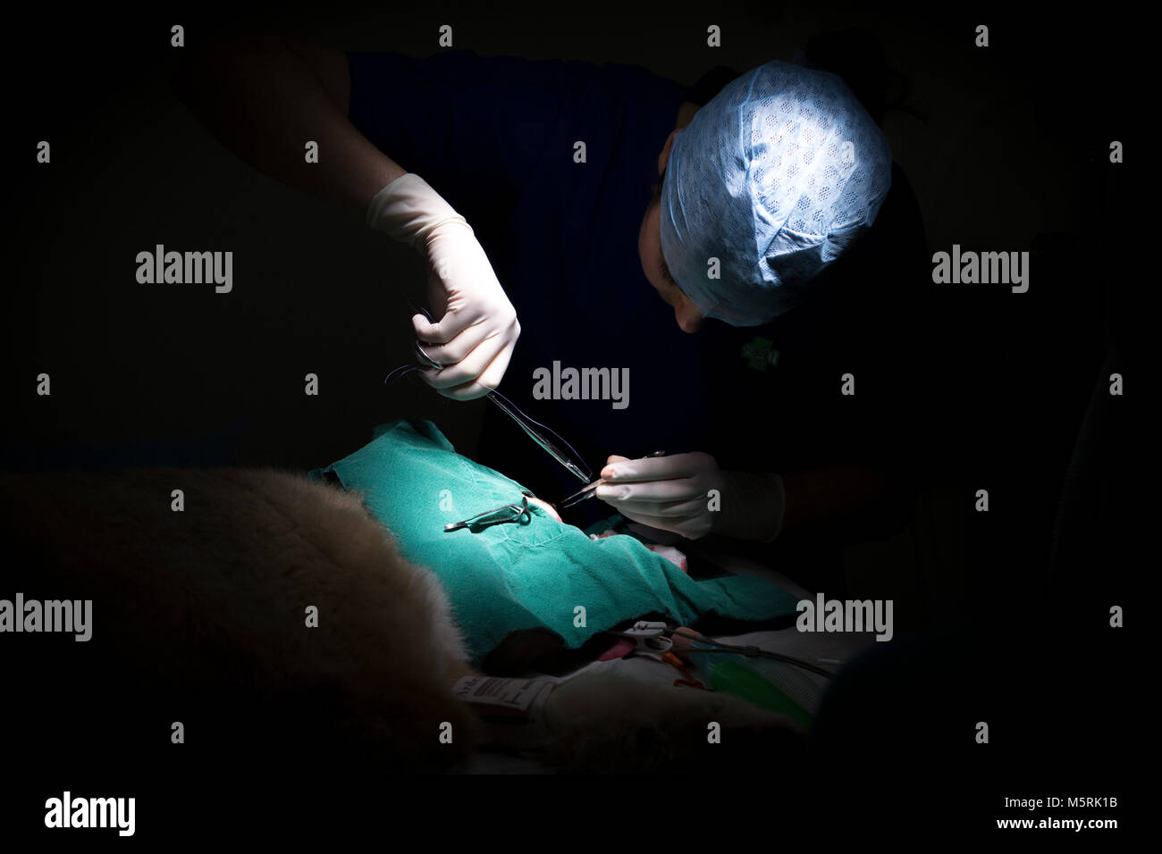Ein Tierarzt schließt sich nach einer Operation auf einem Hund in einer tierärztlichen Chirurgie Stockfoto