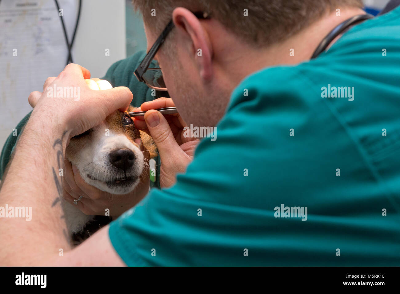 Veterinär Krankenschwester entfernt ein Objekt aus dem Auge eines Hundes in einer tierärztlichen Chirurgie Stockfoto