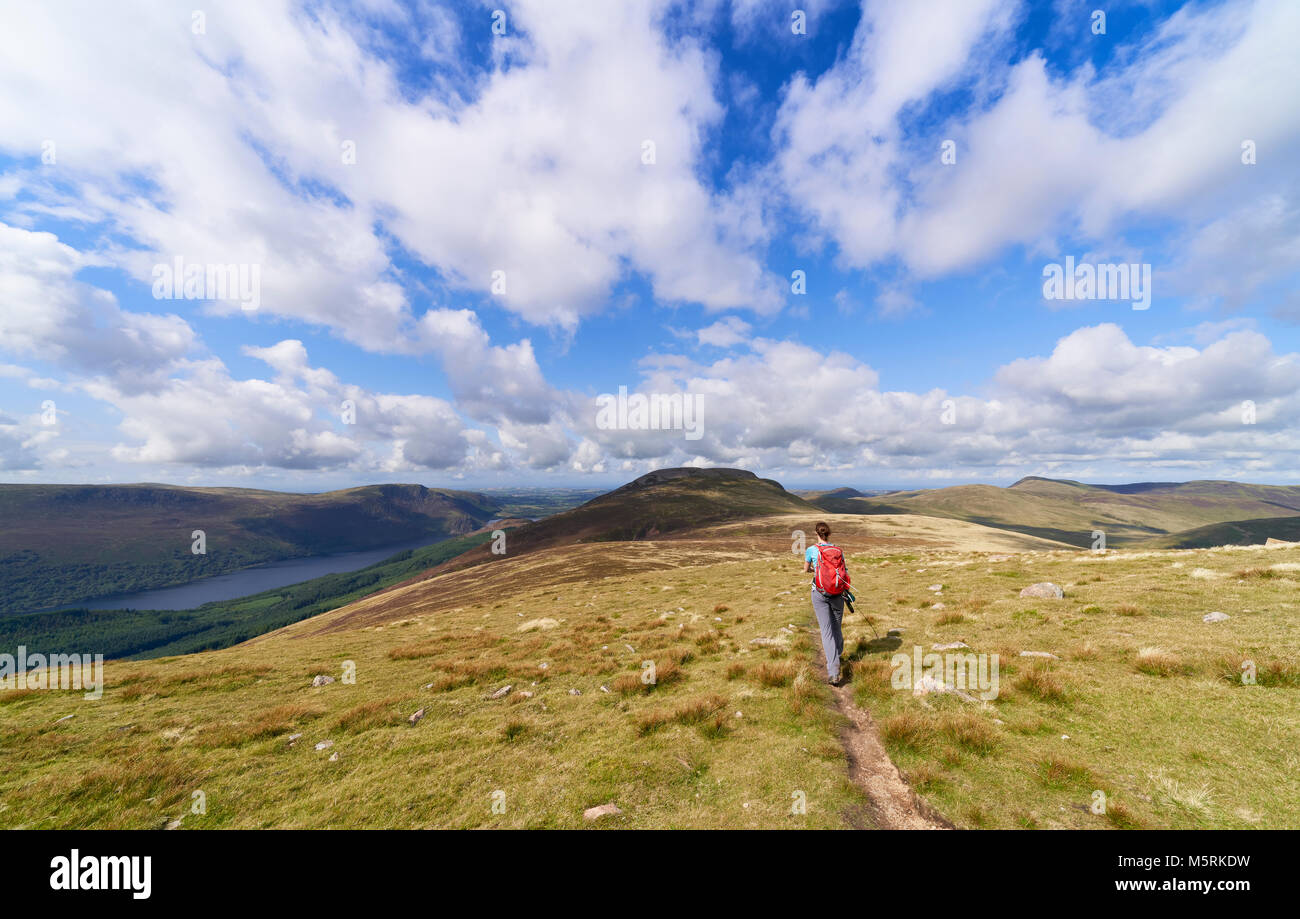 Eine weibliche Wanderer Wandern ein schmaler Pfad auf den Gipfel des Großen getragen mit ennerdale Water links und Starling Dodd hinter sich. Die englische See Di Stockfoto