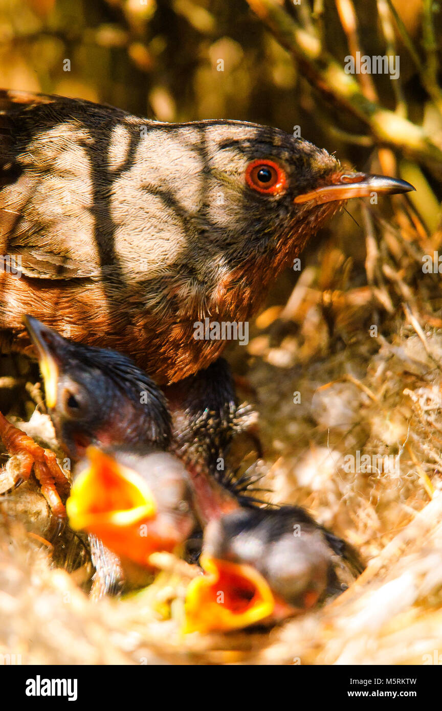 Datford Warbler (Sylvia undata) männliche Fütterung der Hühner Stockfoto