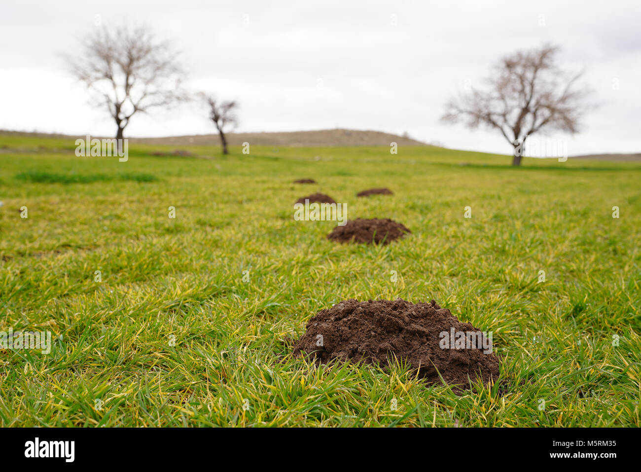 Neue maulwurfshügel auf Rasen durch Maulwürfe Bevölkerung gemacht und mehrere Bäume auf Hintergrund Stockfoto