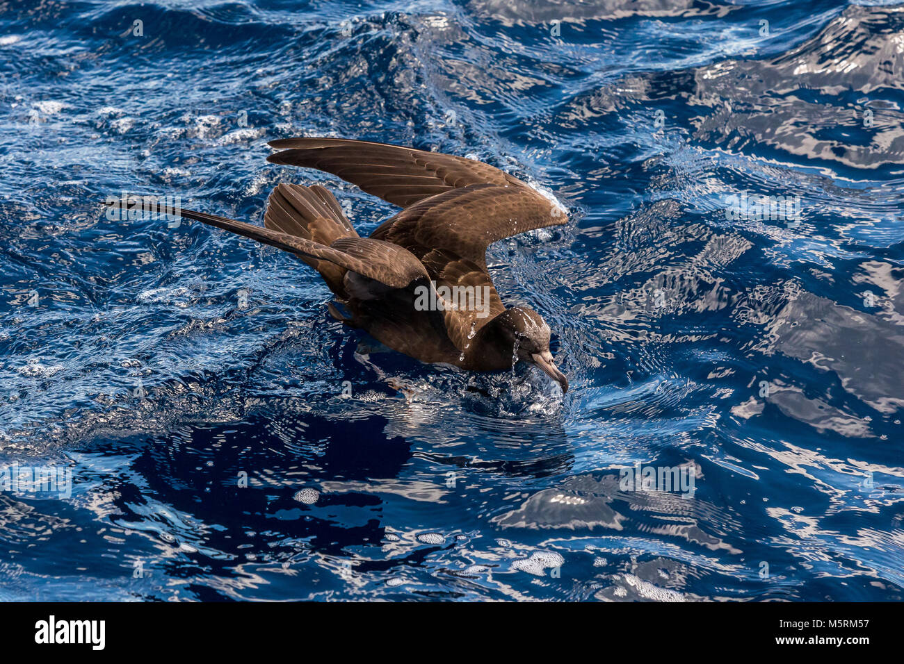 Fleisch-footed Shearwater im Südlichen Ozean Stockfoto