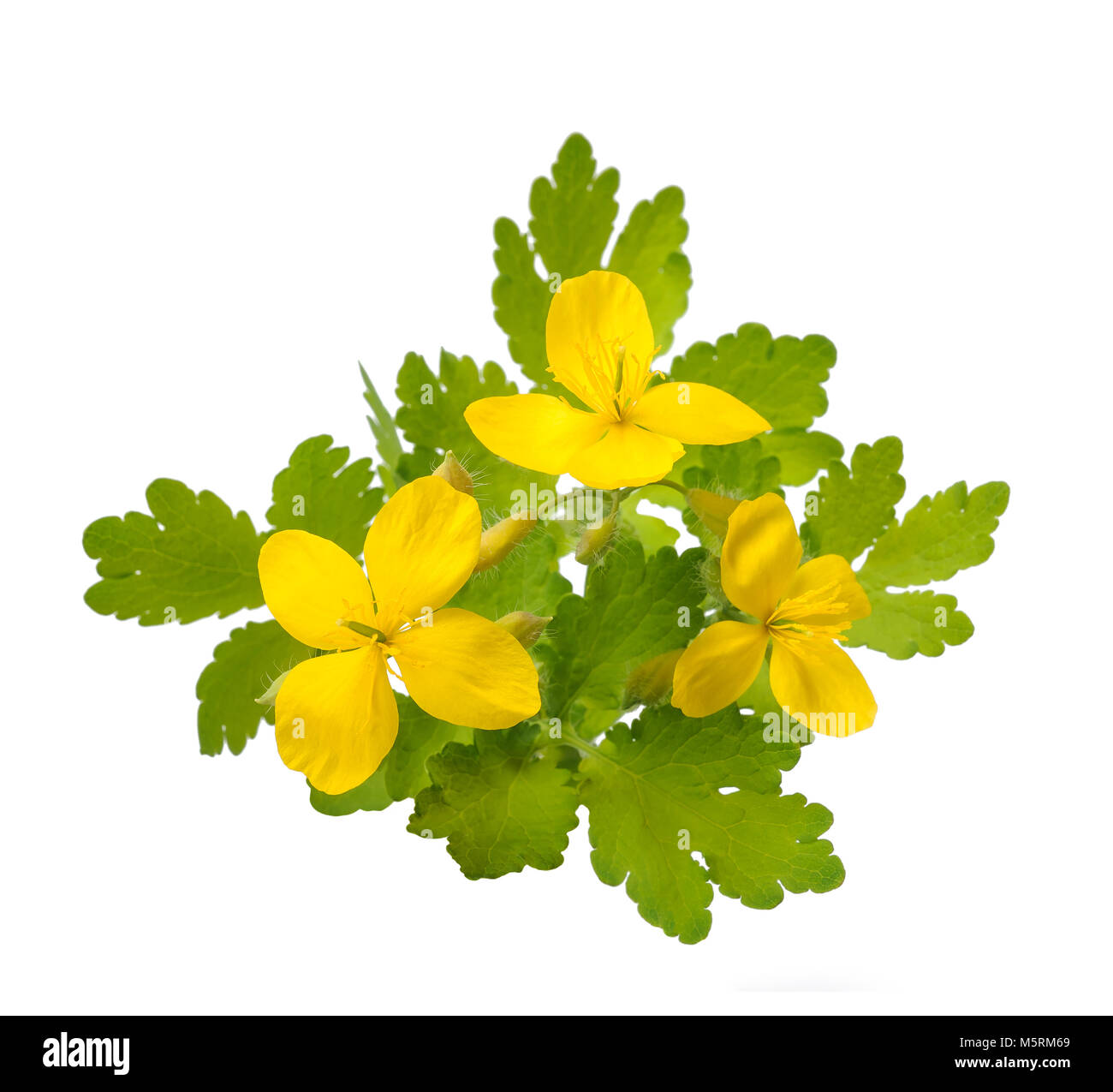 Schöllkraut isoliert auf weißem Hintergrund Stockfoto