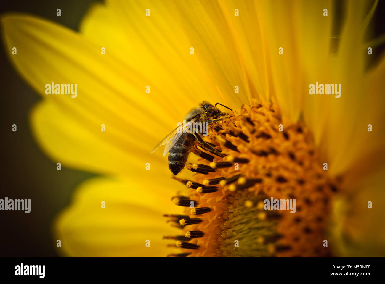 Biene auf Blüte Sonnenblumen Samen sammeln Pollen und Nektar Stockfoto