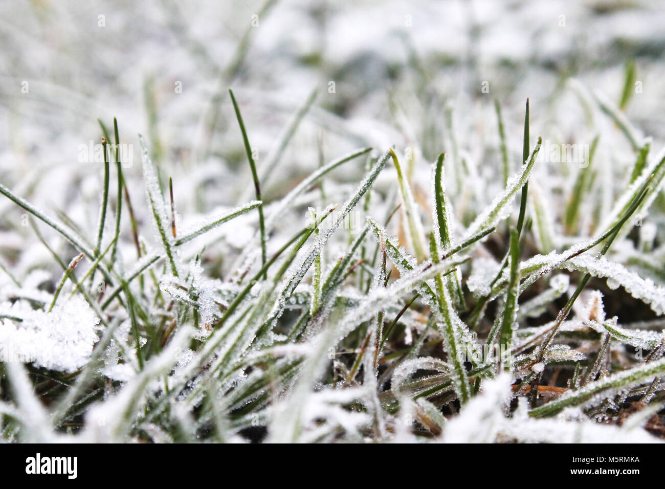 Gras bedeckt in Frost im Winter Stockfoto