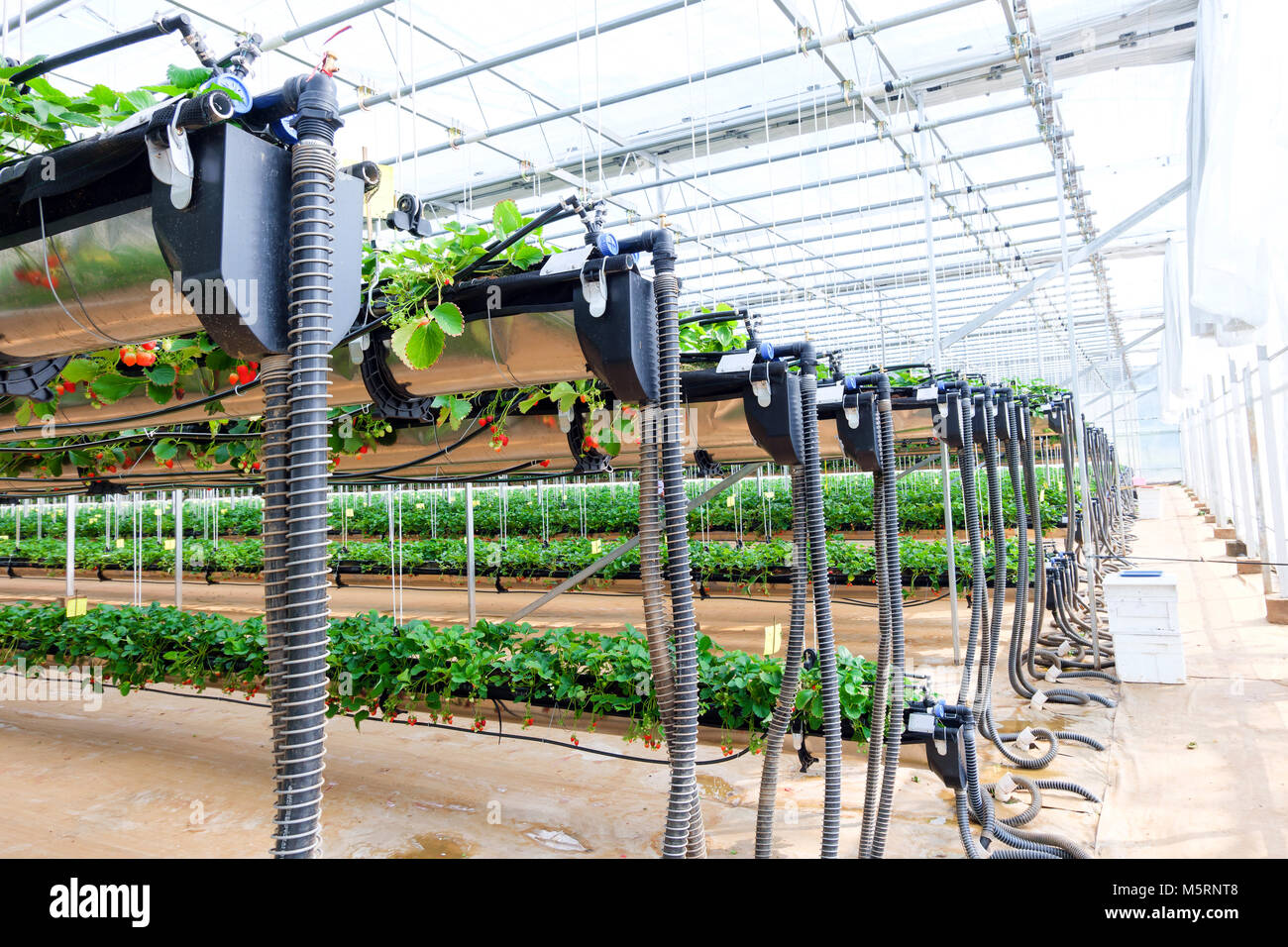 CHIANGMAI, THAILAND - 12. Februar: Smart Landwirtschaft Technologie Trend und Internet der Dinge (Iot), vertikale Landwirtschaft Konzept. Erdbeere chang tnk Farm. 12. Februar 2018 in Chiang Mai, Thailand. Stockfoto