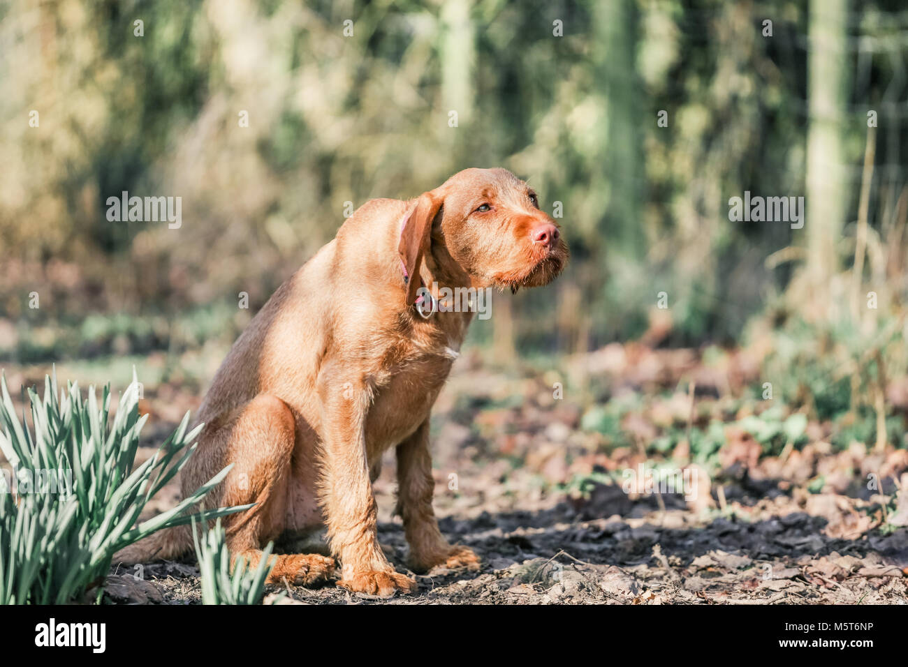 4 Monate alten ungarischen Wirehaired Vizsla Welpen Stockfoto