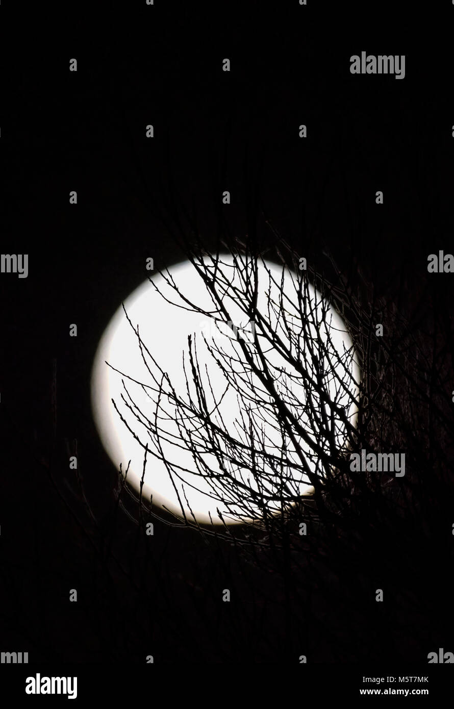 Supermoon durch Bäume am 1. Januar 2018 Aus dem Süden von England, UK. Vollmond in der Nacht im Winter. Porträt mit Copyspace. Stockfoto