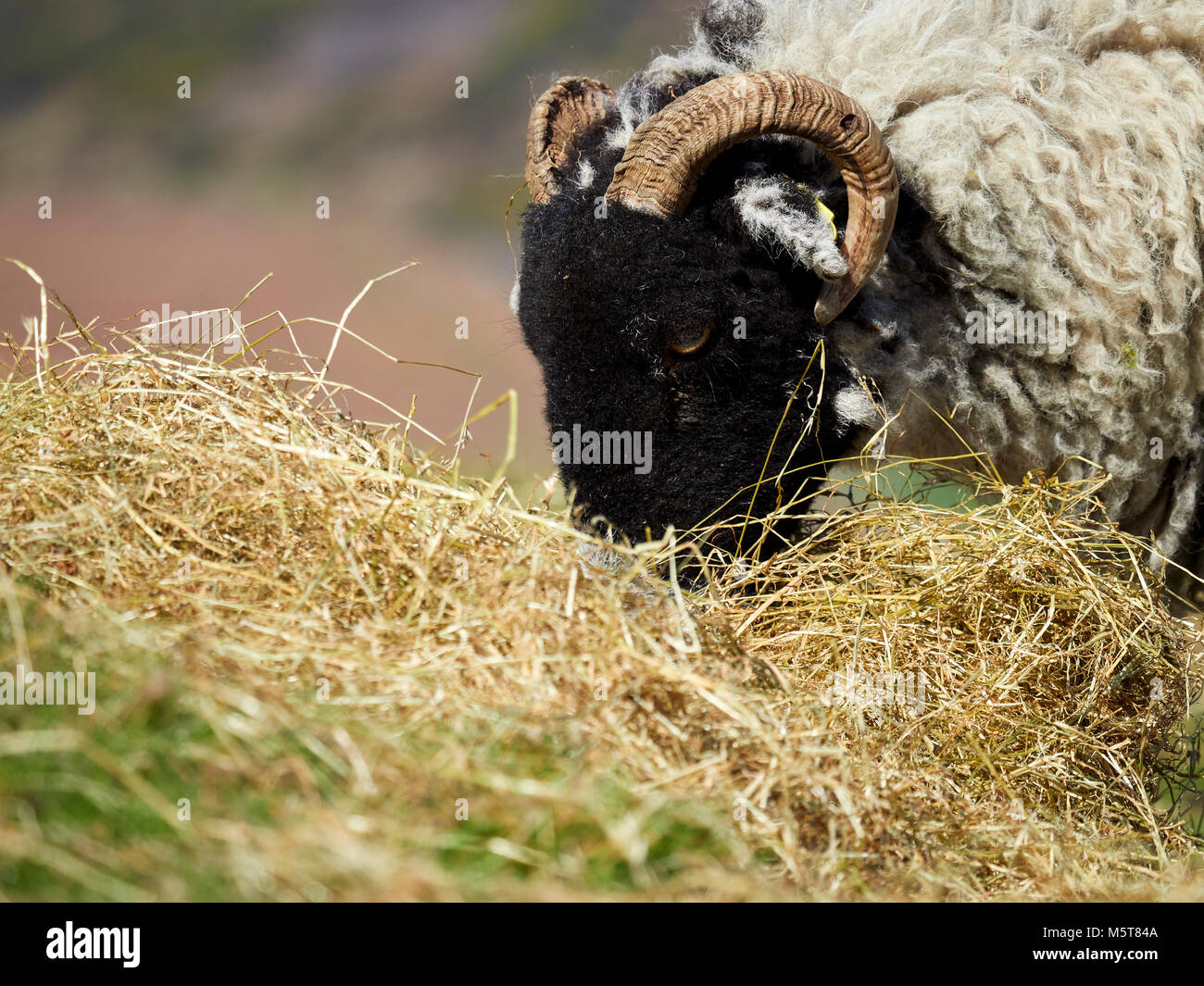 Schafe auf offenem Gelände in den Bergen, Hügeln der englischen Landschaft. Viehzucht, Landwirtschaft in Berggebieten. Stockfoto