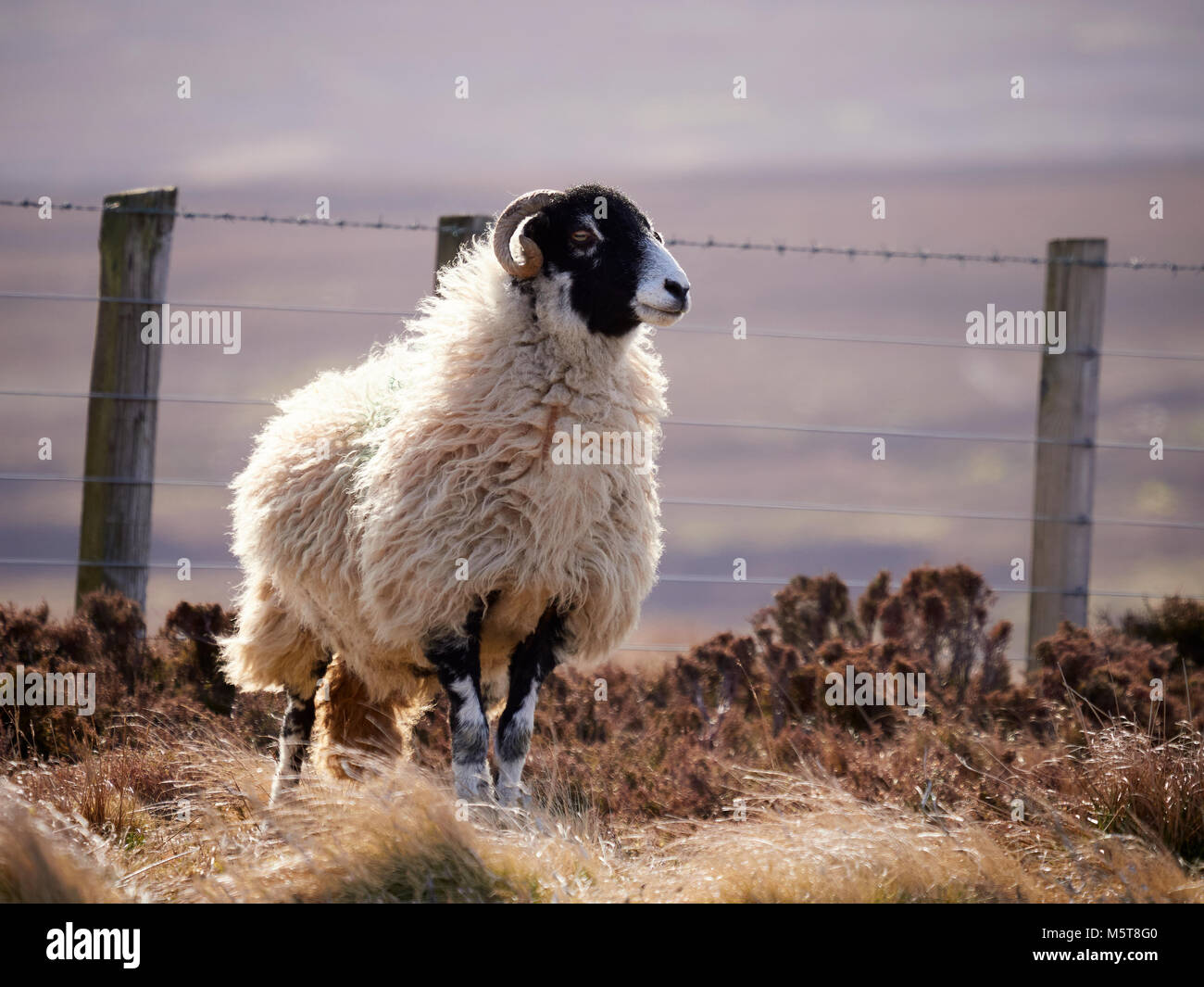 Schafe auf offenem Gelände in den Bergen, Hügeln der englischen Landschaft. Viehzucht, Landwirtschaft in Berggebieten. Stockfoto