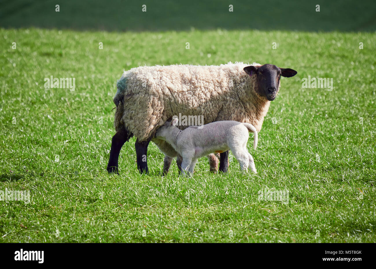 Schafe mit ihren jungen Lämmer in ein grünes Feld im Frühling in der englischen Landschaft. Viehzucht, Landwirtschaft in Berggebieten. Stockfoto