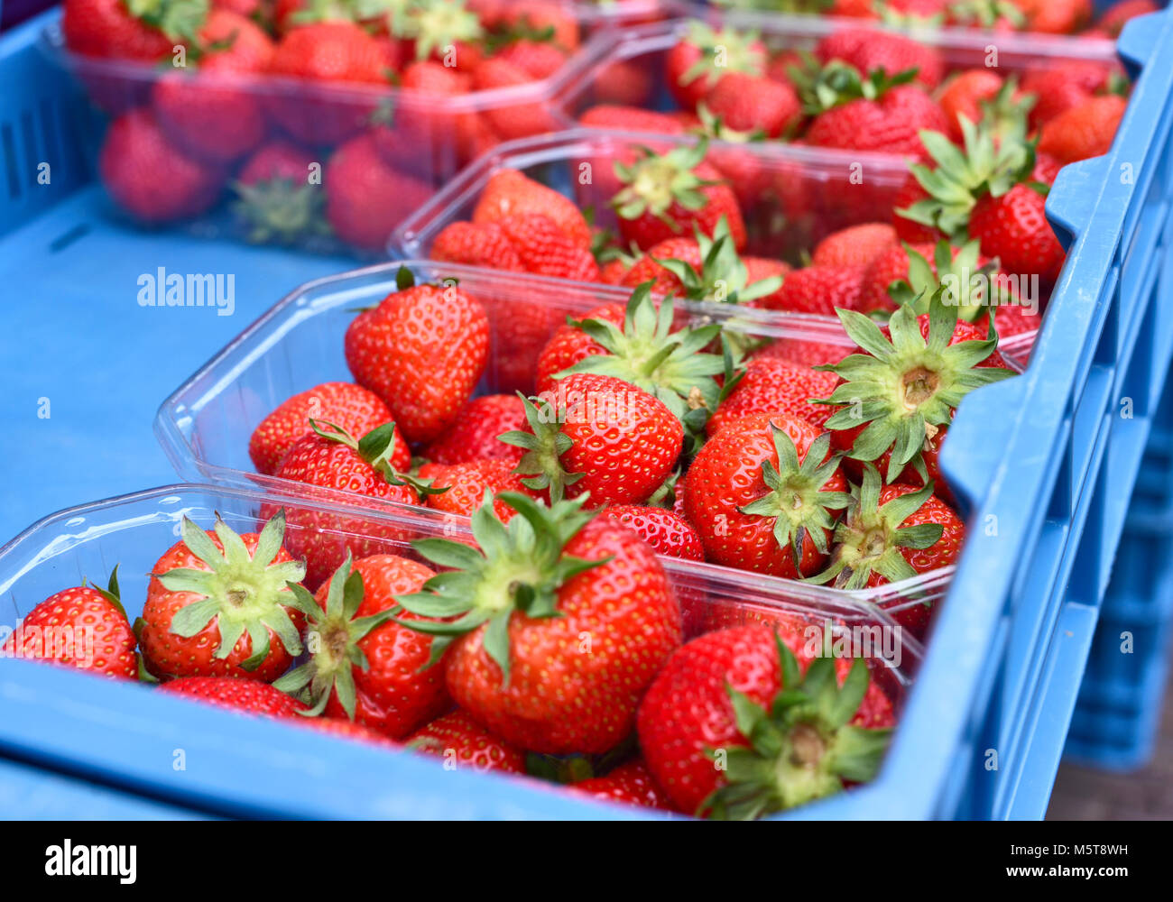 Reife Erdbeeren in Kartons. Frischen Früchten am Marktstand. Verkauf oder Kauf von saisonalen Früchten auf einem Bauernmarkt. Sommer frische, reife Früchte. Stockfoto