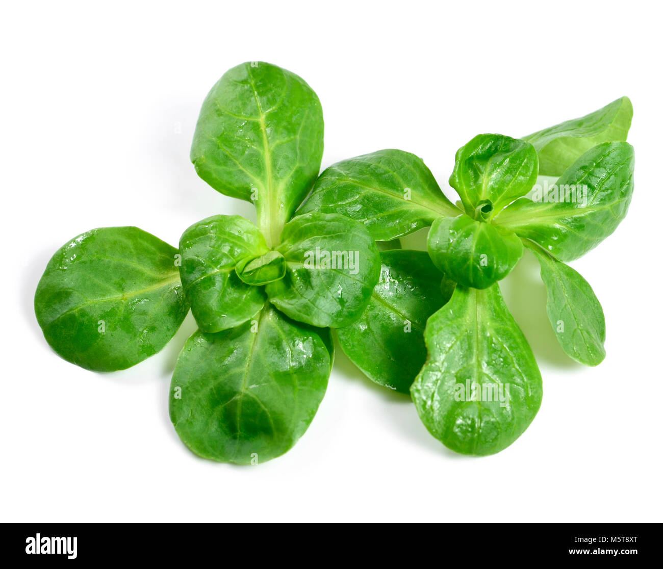 Frisch gewaschenen Feldsalat, auf weißem Hintergrund. Schneiden Sie Salat oder Salat, grüne Blätter auf Weiß. Gesunde Ernährung oder Diäten Szene. Stockfoto