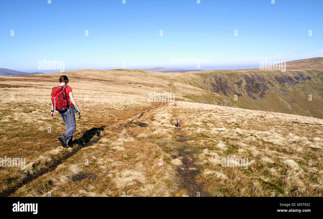 Eine weibliche Wanderer zu Fuß in Richtung Bowscale fiel im englischen Lake District, England. Stockfoto