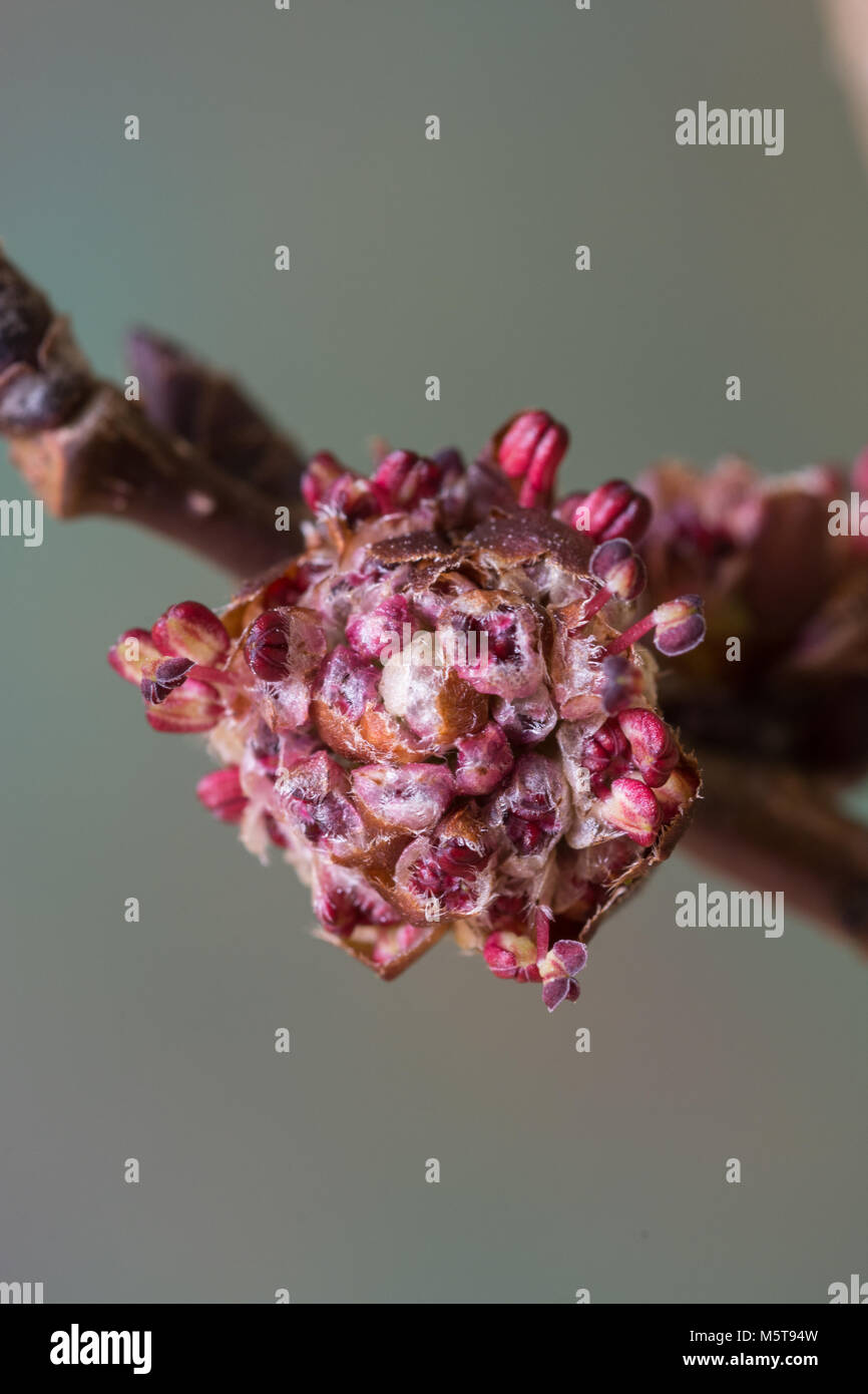 Nahaufnahme von einer einzigen Blume der Berg-ulme Stockfoto