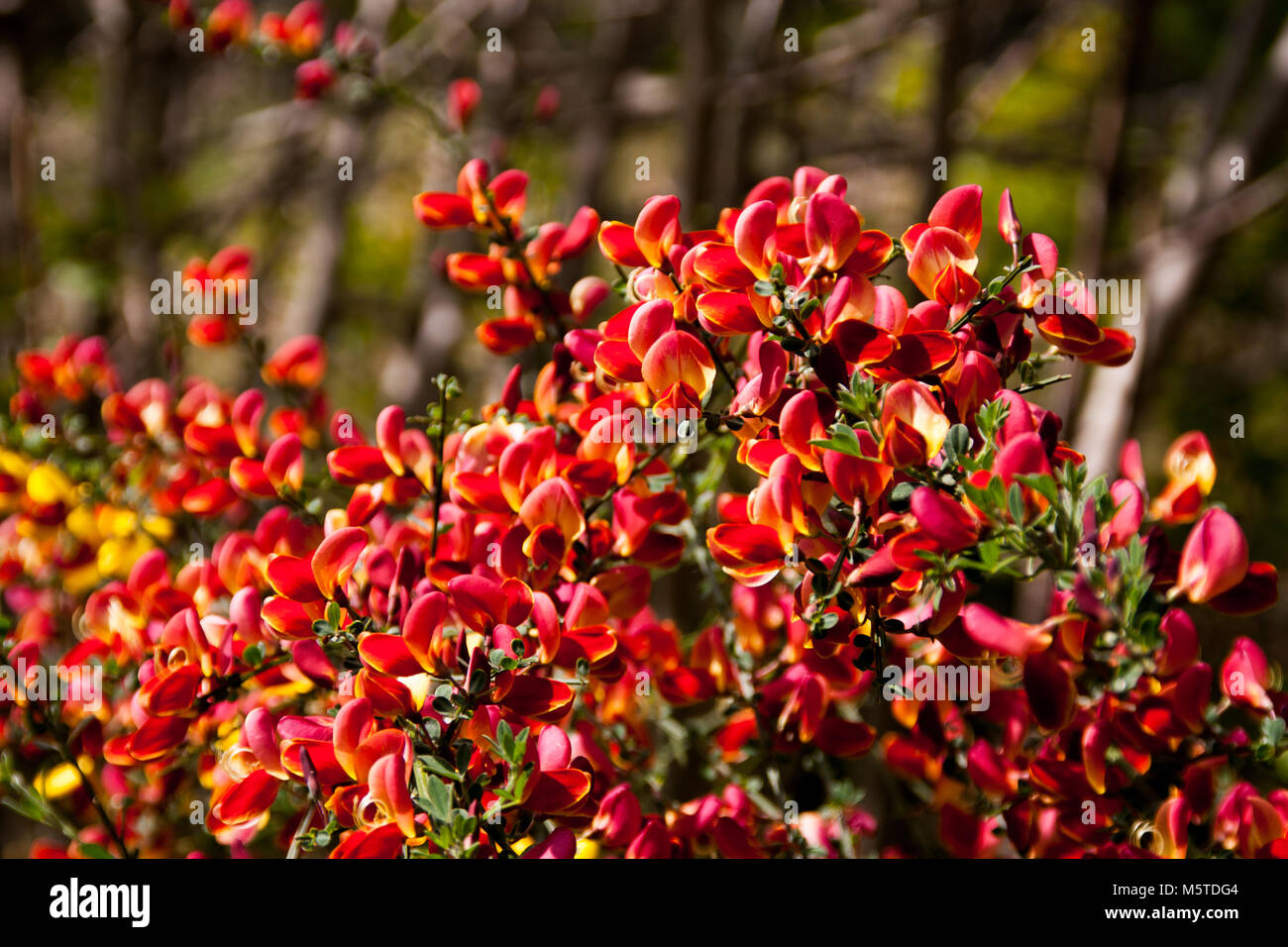 Rote und gelbe Scotch Broom in voller Blüte Stockfoto