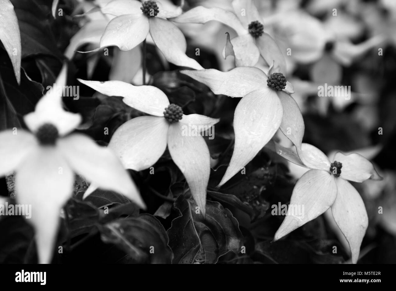 Hartriegel Blumen in voller Blüte in Schwarz und Weiß genommen Stockfoto