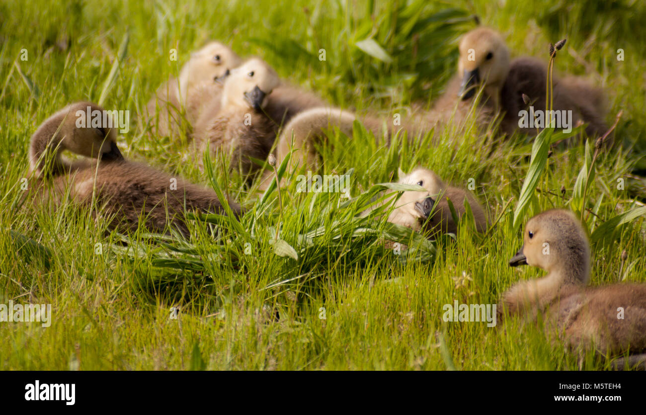 Gänschen sitzen im Gras mit geneigter Kopf vor Stockfoto