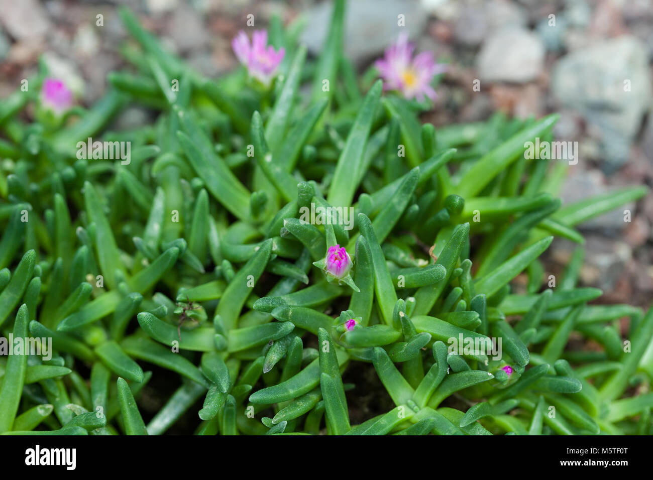 Iceplant, Mesembryanthemum harazianum (Delosperma harazianum) Stockfoto